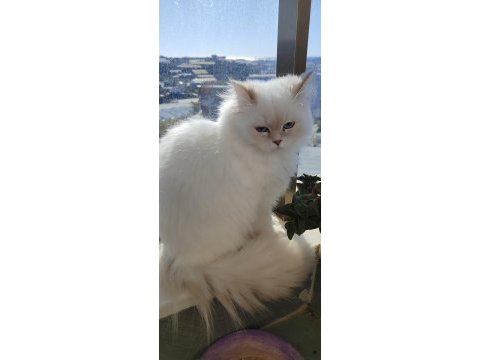 Blh golden point full şecereli british longhair
