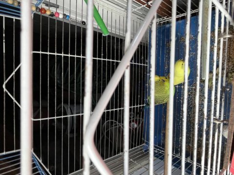 3 adet muhabbet kuşu acil satılık