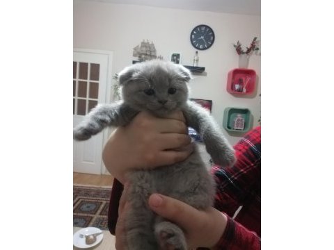 7 haftalık pıtı pıtı british shorthair yavrularımız