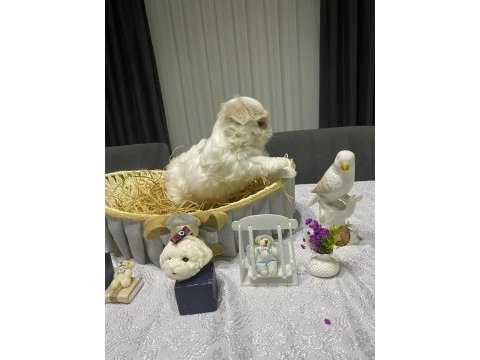 A şecereli babadan kore maltese bebekler