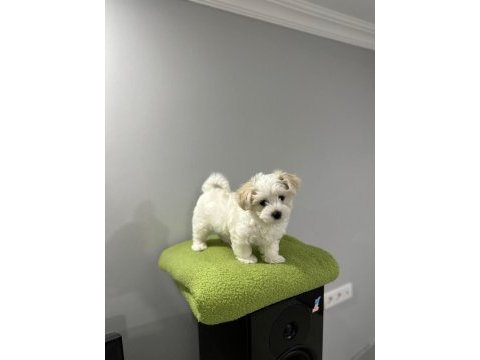 Köpeğimiz için görüşülür