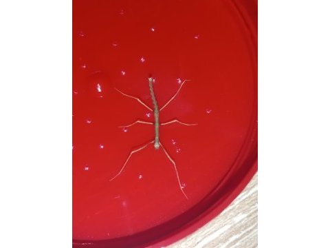 Yavru sopa böcekleri (medauroidea extradentata)