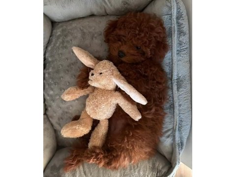 Bebek toy poodle 
