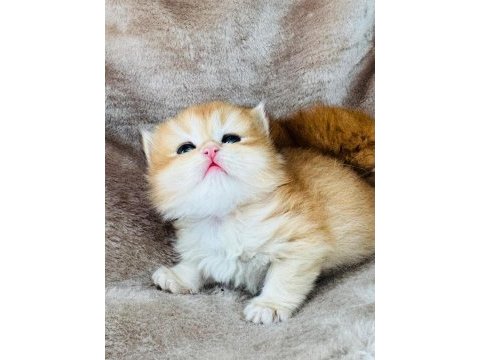 Golden british longhair