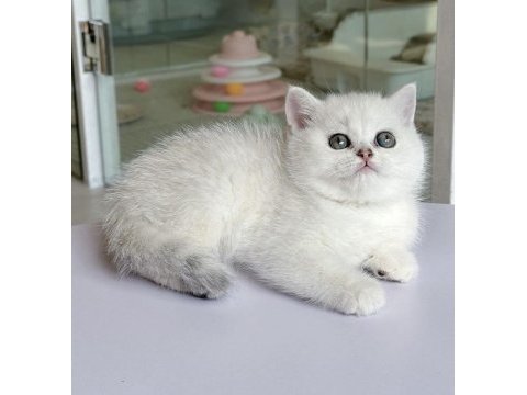 British shorthair silver yavrularım 