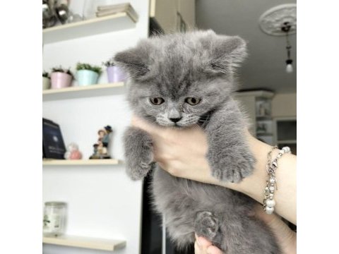 British shorthair yavruları