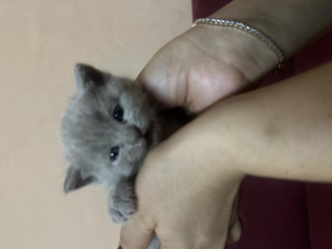 British shorthair yavrular