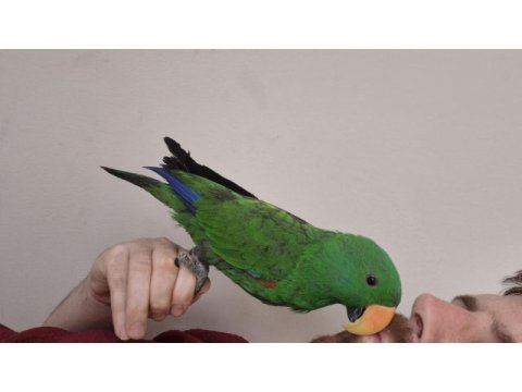 Evcilikte sınır yok eclectus papağanımız