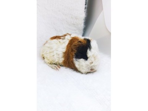 İstanbul bağcılar sahibinden ginepig
