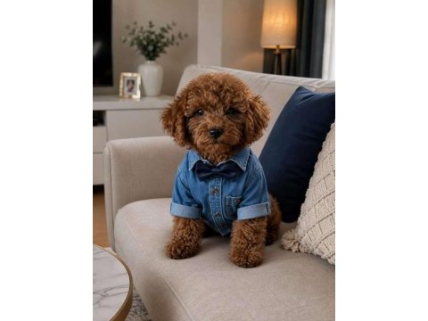 Kucuk poodle yakısıklılar