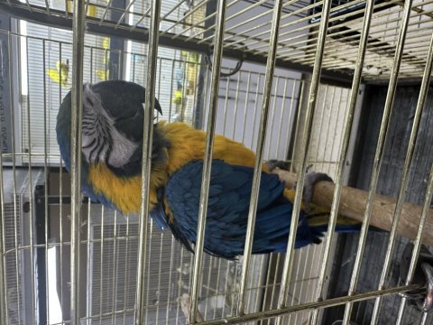 Ful evcil macaw konuşuyor sevdiriyor eğitimli