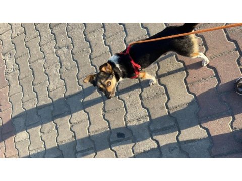 Ücretsiz kalıcı yuva arayan şivava jack-chi