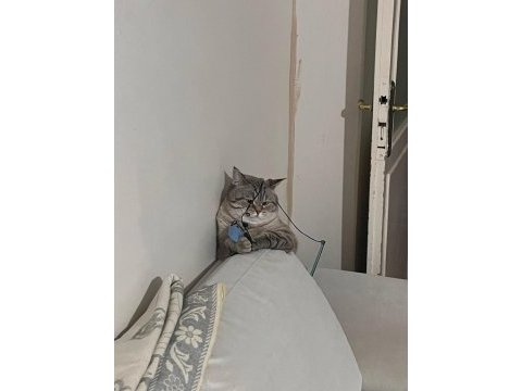 Acil british shorthair