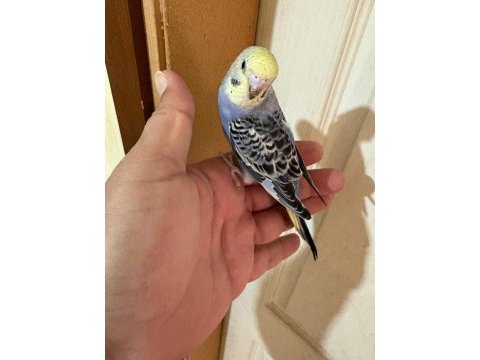 33 günlük konuşturmalık bebek muhabbet kuşlar