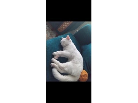 9 aylık british shorthair kızım mia ya yuva arıyoruz