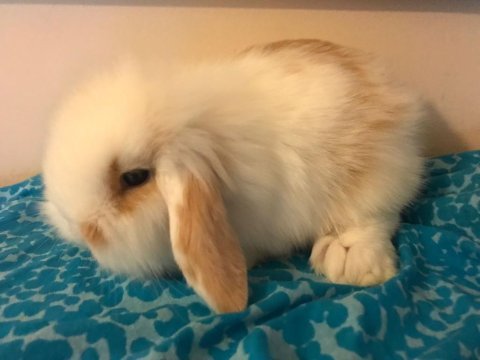 Aşıları tam hollanda lop ve cüce tavşanlarım