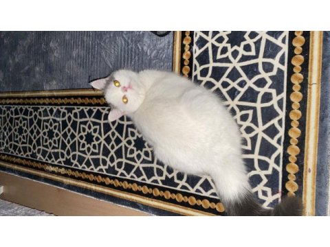 Dişi kedime eş aramaktayım