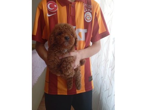Birbirinden güzel ev üretimi poodle bebeklerimiz