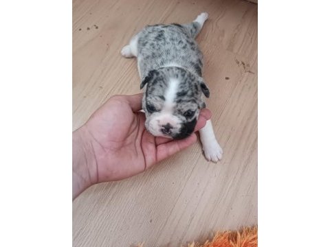 French bulldog yavrularımız