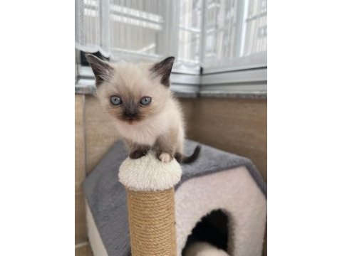 Mavi gözlü british shorthair yavrularımız