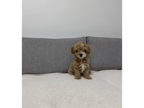 Ev doğumlu poodle yavrum