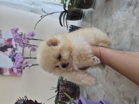 Pomeranian boo yavrular