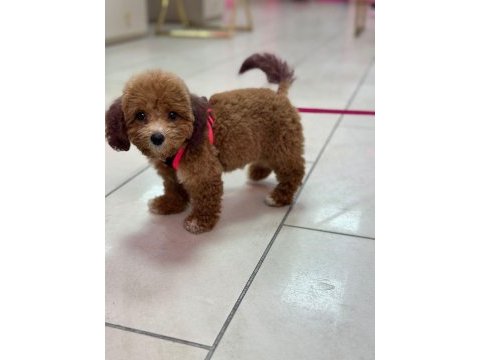 Tuvalet egıtımlı dısı poodle yavrumuz