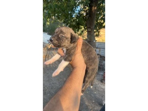 Baba cane corso anne presa canario yavrular 9 adet