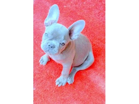 Mükemmel anatomi blue quad erkek french bulldog yavru