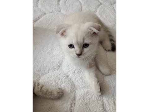 2 aylık british shorthair