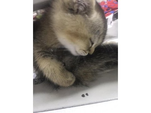 Scottish fold acil