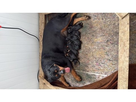Üst kalite rottweiler
