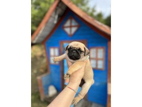 Pug bebeklerimiz