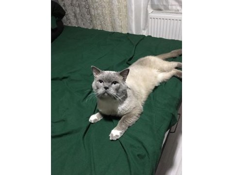 British shorthair kedisi