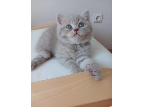 British shorthair 2 aylık dişi
