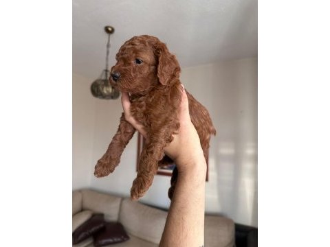 Red brown toy poodle yavrular