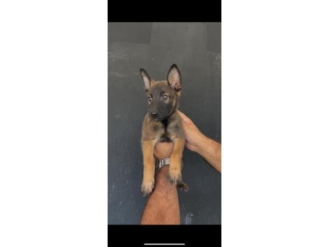 Kaliteli belçika malinois yavrular