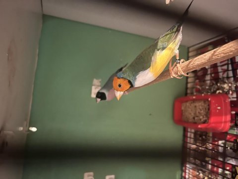 Goldian finch takımlar yavrular mevcut