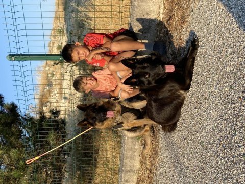 Safkan siyah alman çoban köpeği