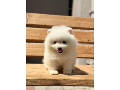 Show kalite pomeranian boo yavrularımız