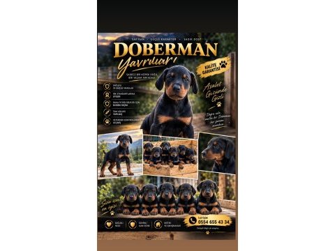 Doberman yavruları