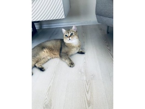 Yakışıklı british shorthair oğlumu ücretli sahiplendireceğim
