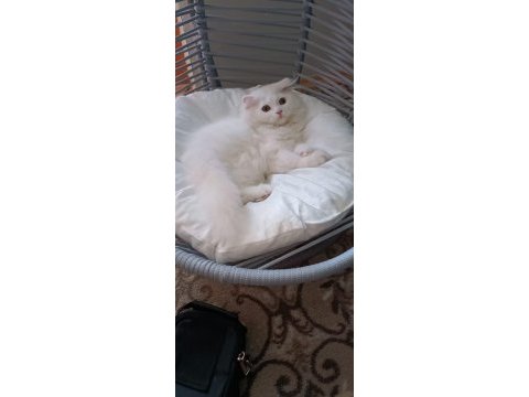 Beyaz alalı çok güzel 3 aylık kedimiz