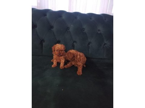 Lekesiz kore poodle bebekler