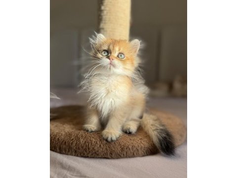 Bebek yüzlü golden ny11 ny12 british longhair