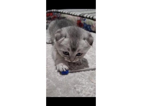Scottish fold top kafa sıfır kulak