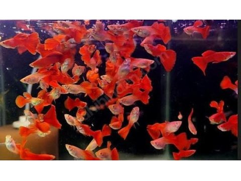 Ev üretimi damızlık full red lepistes