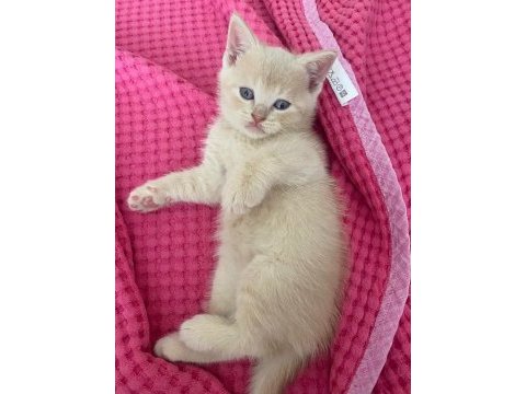 British shorthair erkek kedime yuva arıyorum
