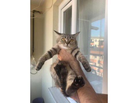 Scottish shorthair 7 aylık yavrumuz ömürlük yuva arıyor