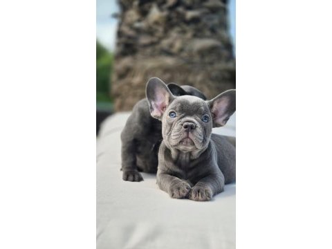Blue french bulldog yavruları çiftlikten 